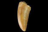 Serrated, Raptor Tooth - Real Dinosaur Tooth #142580-1